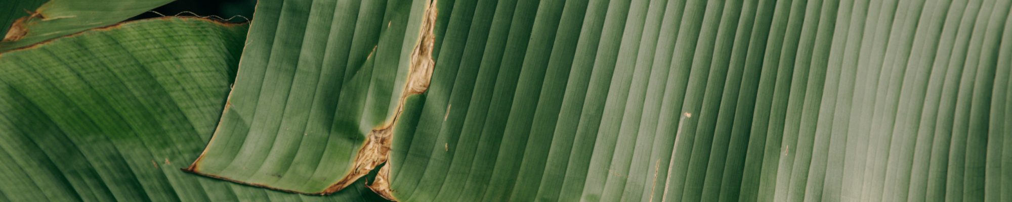 green-leaf-plant-in-close-up-photography-4597126
